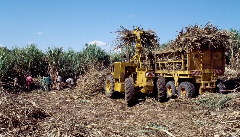 Sugar cane harvest in Kenya. Production of mature canes is expected to decline further this year.