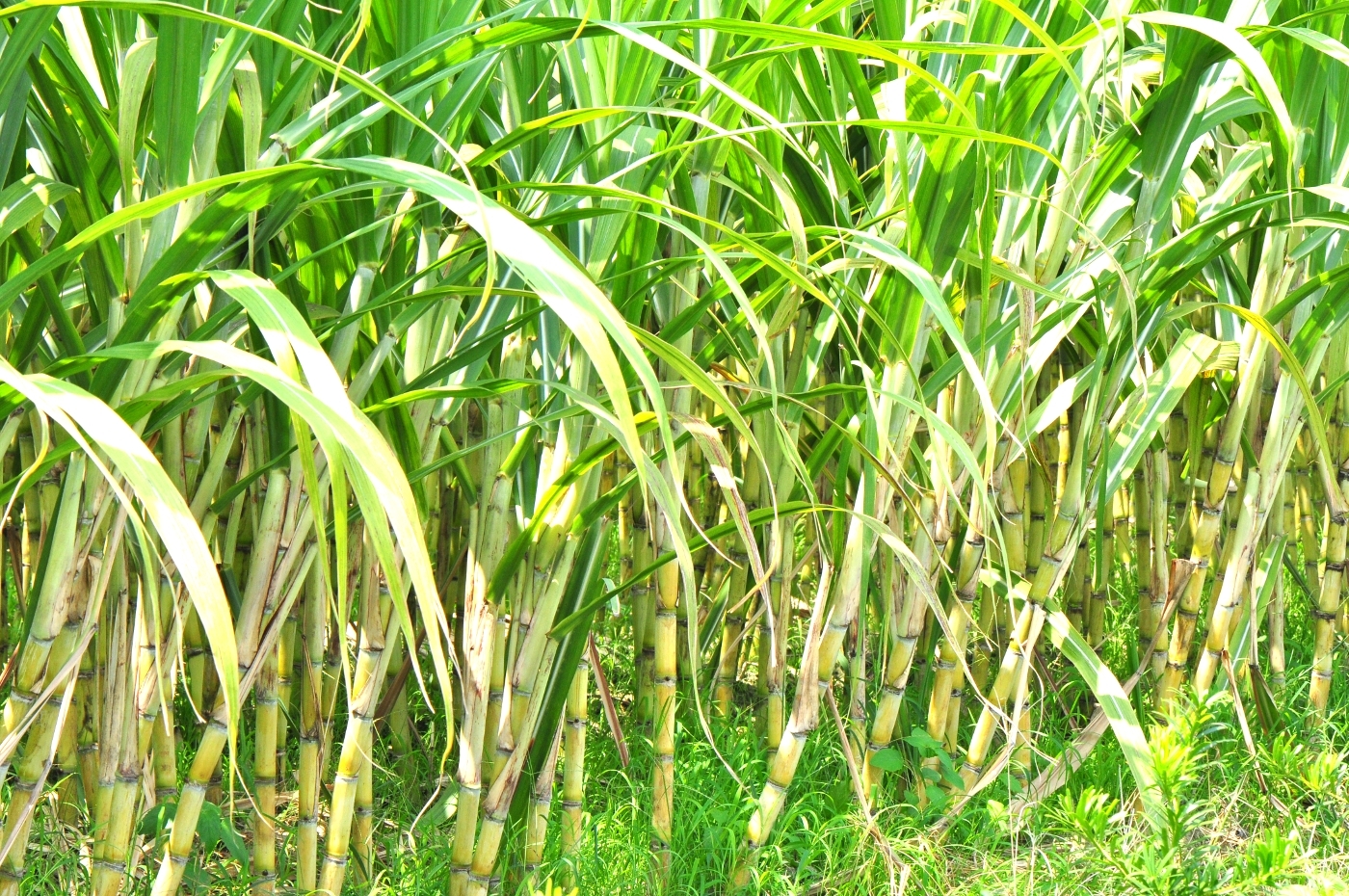 A sugarcane field.