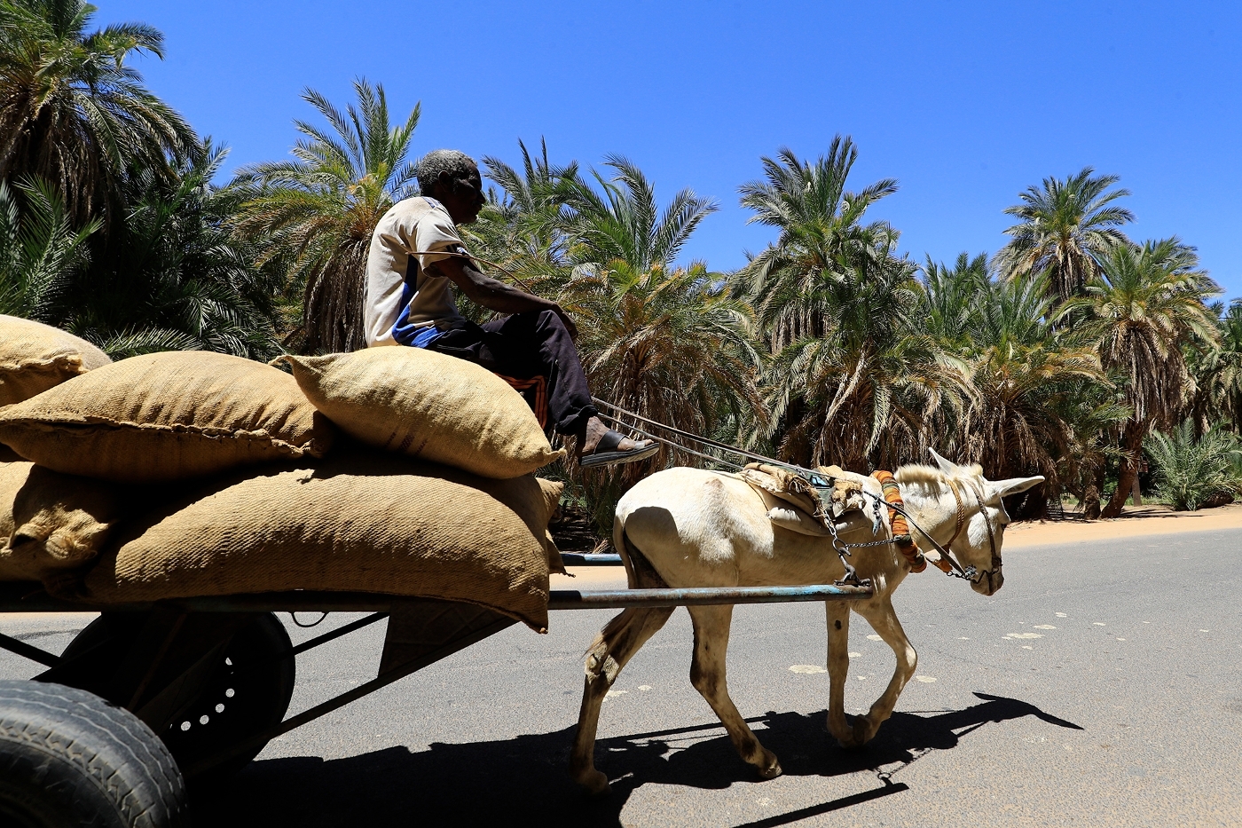 A farmer transports dates in northern Sudan.