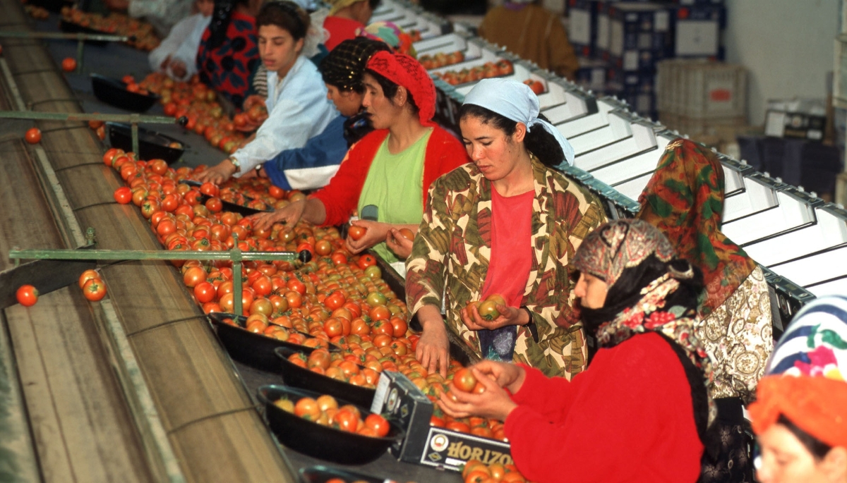 M'Brouka agricultural cooperative, Agadir, 1999.