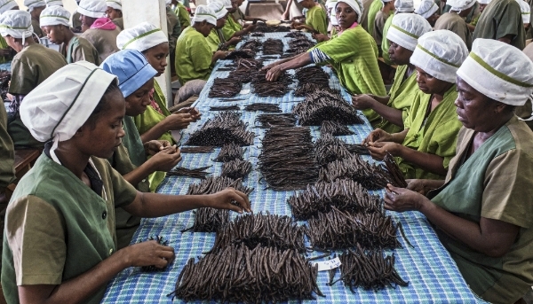 Sorting of vanilla pods in a factory in Antalaha in northern Madagascar, in 2023.