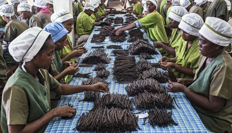 Sorting of vanilla pods in a factory in Antalaha in northern Madagascar, in 2023.