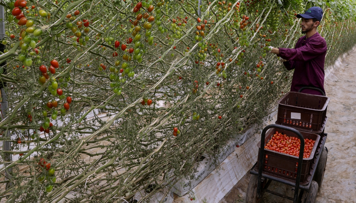 Tomato harvest in the Chtouka Aït Baha region, Morocco, May 2025.