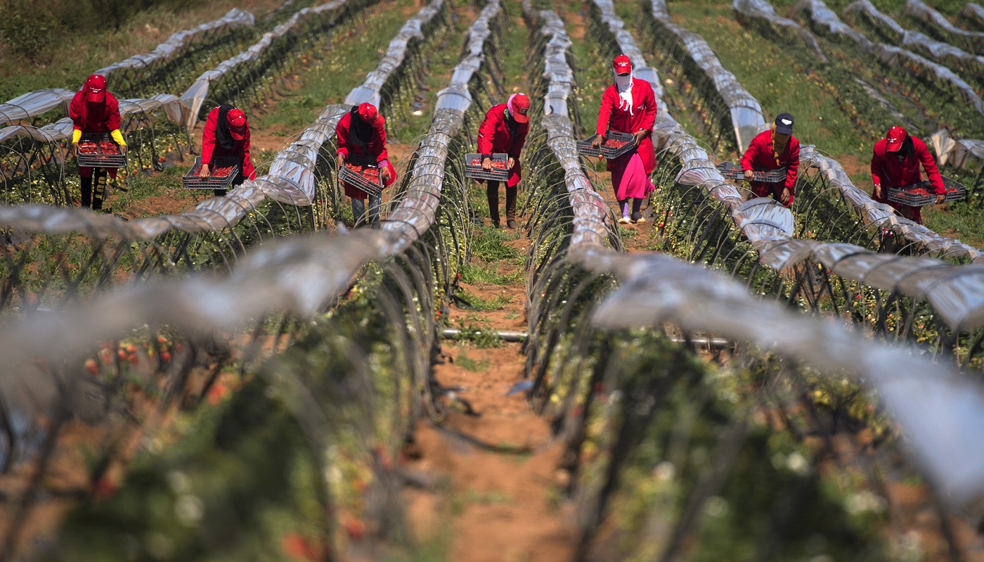 Labourers pick strawberries in the Kénitra province, Morocco, 8 March 2017.