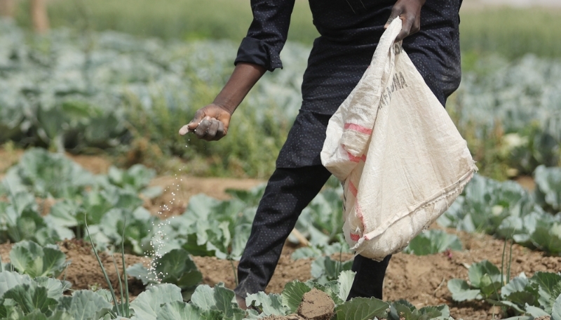 A farmer spreads fertiliser on cabbages at a farm in Jibia in Nigeria on 17 February 2024.