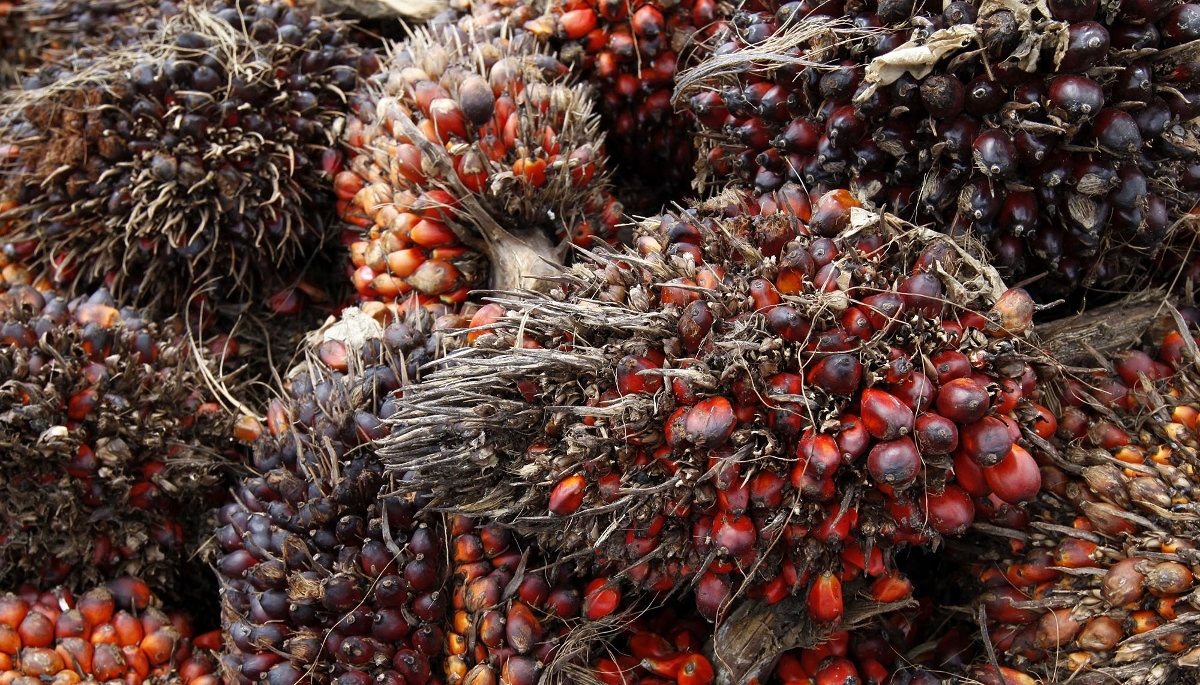 Palm oil harvesting near Mundemba, Cameroon, in 2012.