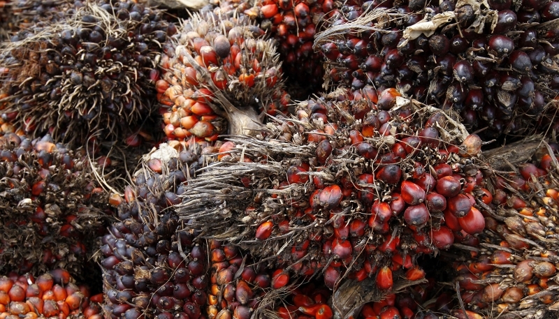 Palm oil harvesting near Mundemba, Cameroon, in 2012.