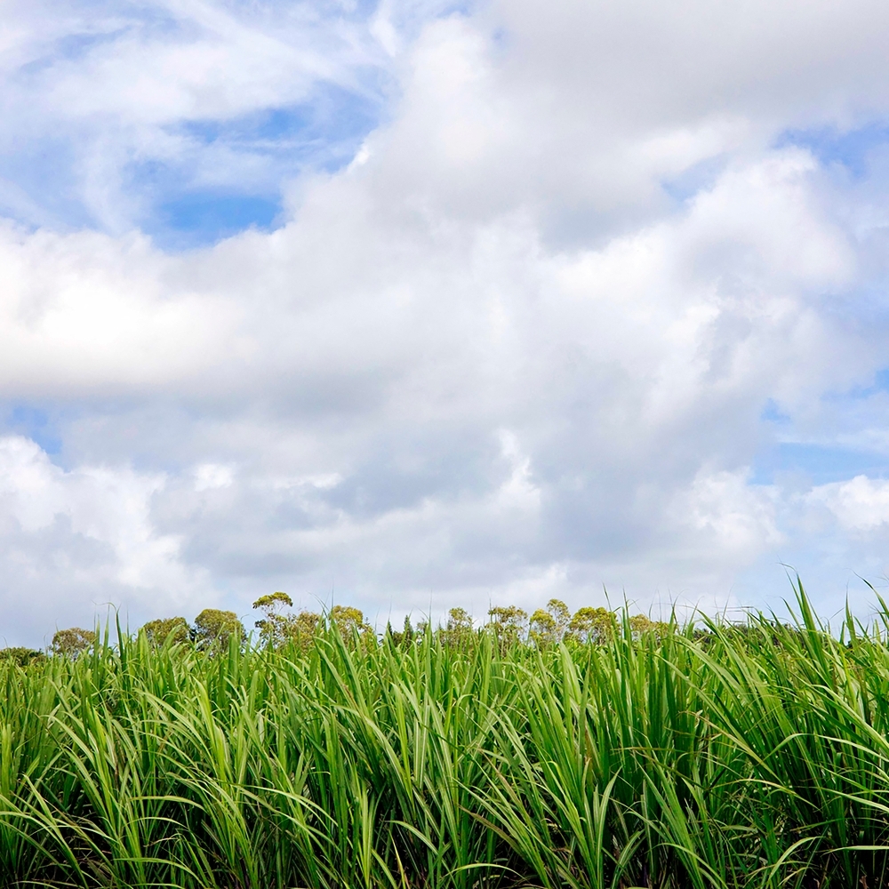 A sugarcane field in Mauritius, in April 2023.