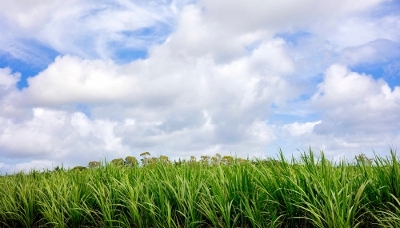 A sugarcane field in Mauritius, in April 2023.