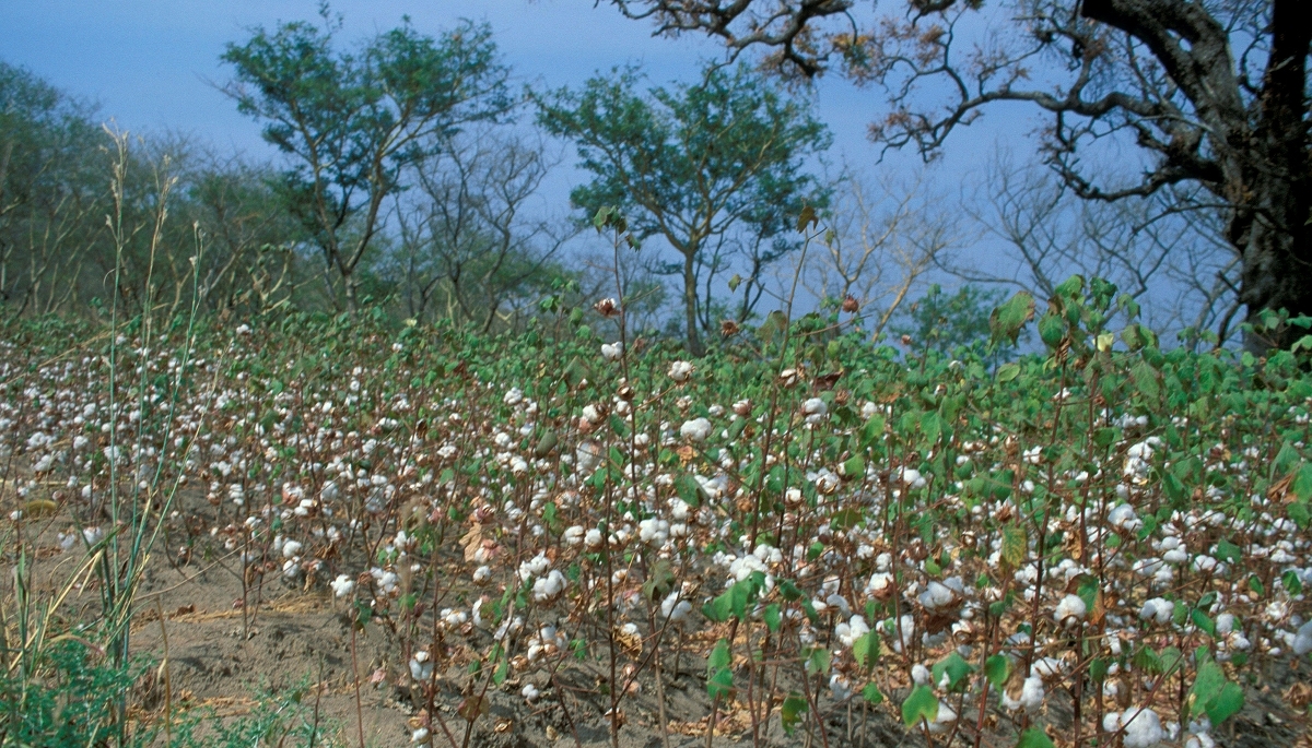 A cotton field near Douala, Cameroon, in 2009.