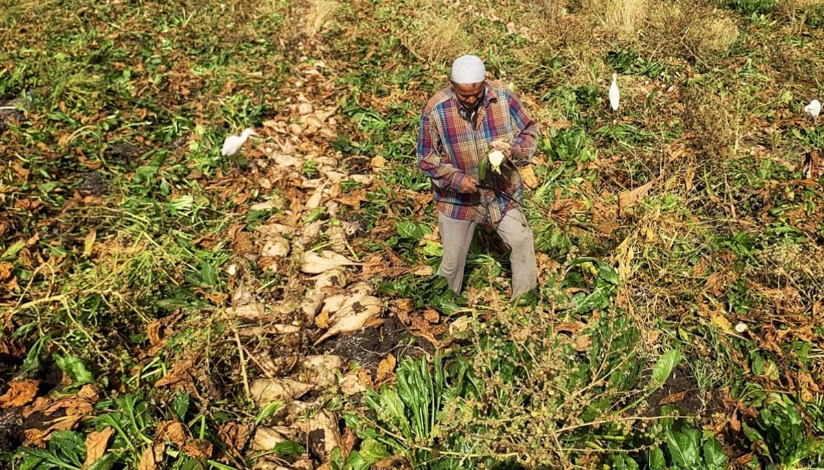 Sugar beet harvesting near Tanta in Egypt, April 2024.
