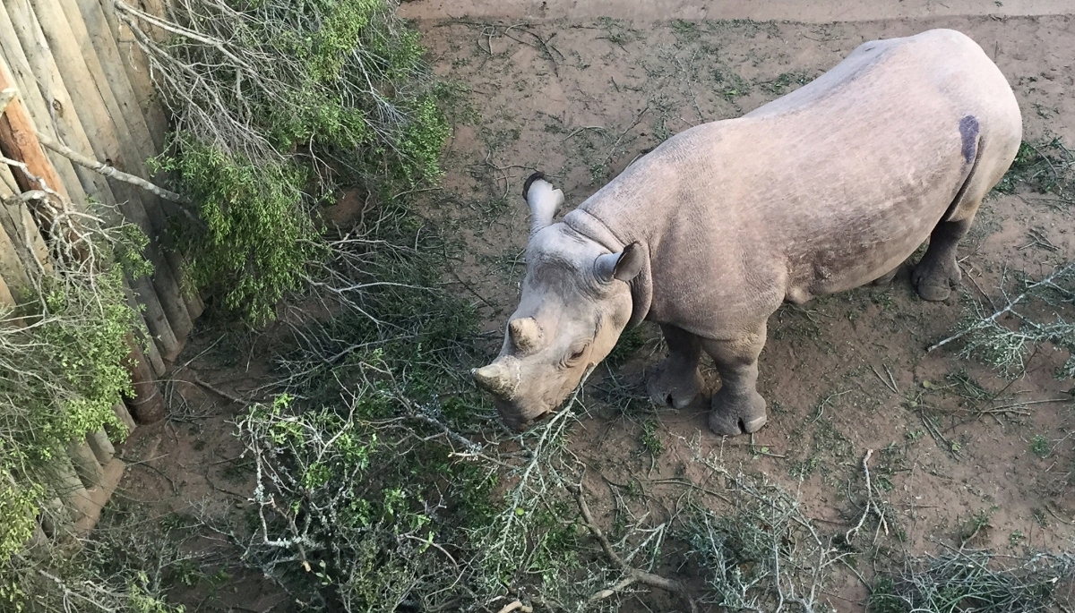 One of the six rhinos before its transfer to Zakouma National Park in Chad, seen here in Addo, South Africa, on 2 May 2018.