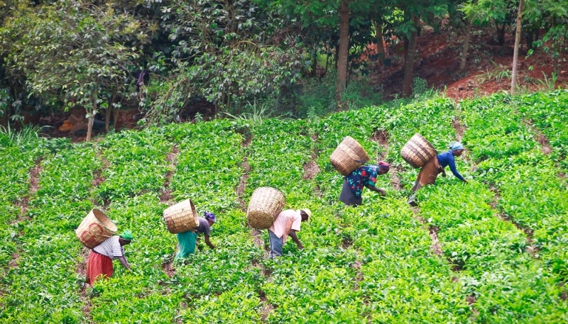 Tea farm near Kerugoya, at the foot of Mount Kenya, in 2013.