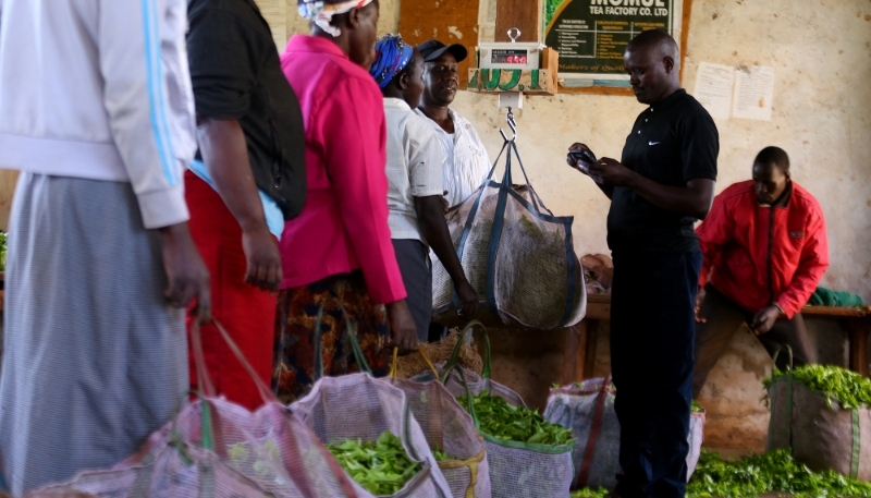 Kenyan farmers sort collected tea leaves at a tea plantation in Kericho, Kenya, on 19 August 2021.