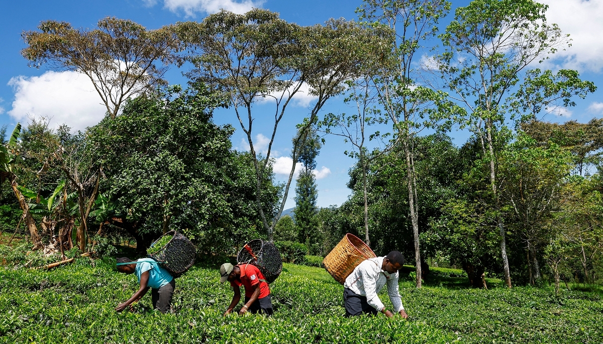 A tea plantation in Nyeri County, Kenya, on 30 March 2026.