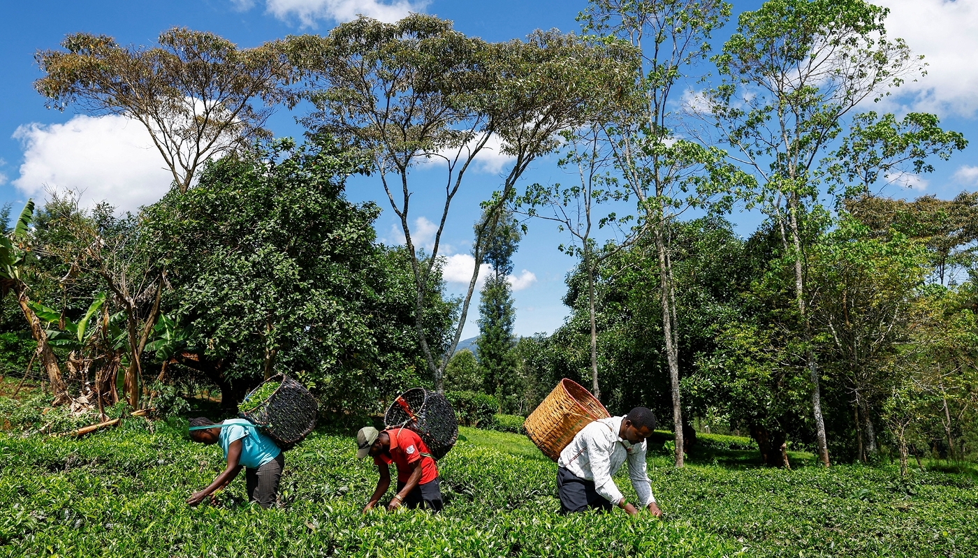 A tea plantation in Nyeri County, Kenya, on 30 March 2026.