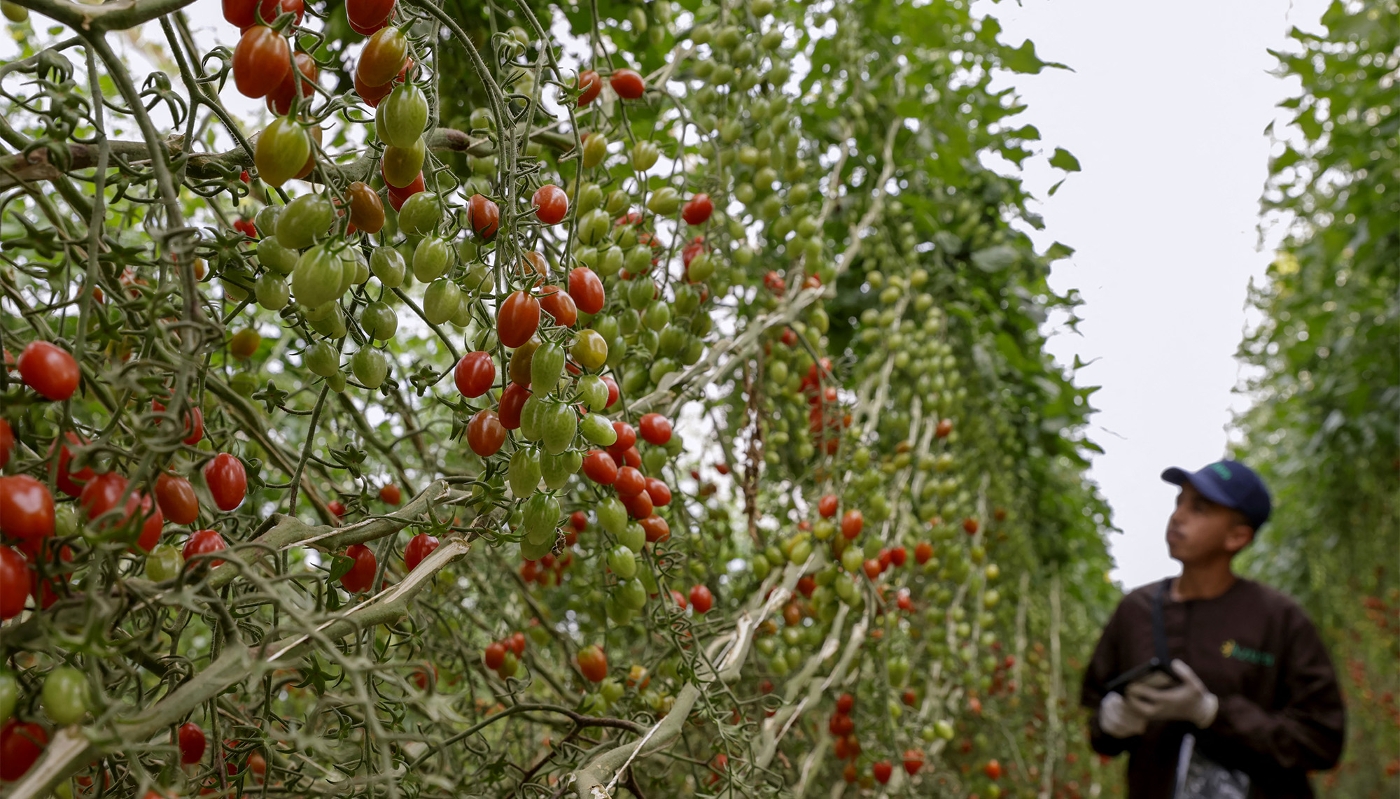A worker harvests tomatoes near Agadir, Morocco, on 13 May 2025.