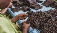 A woman sorts vanilla pods by size in Antalaha, northeast Madagascar, September 2023.