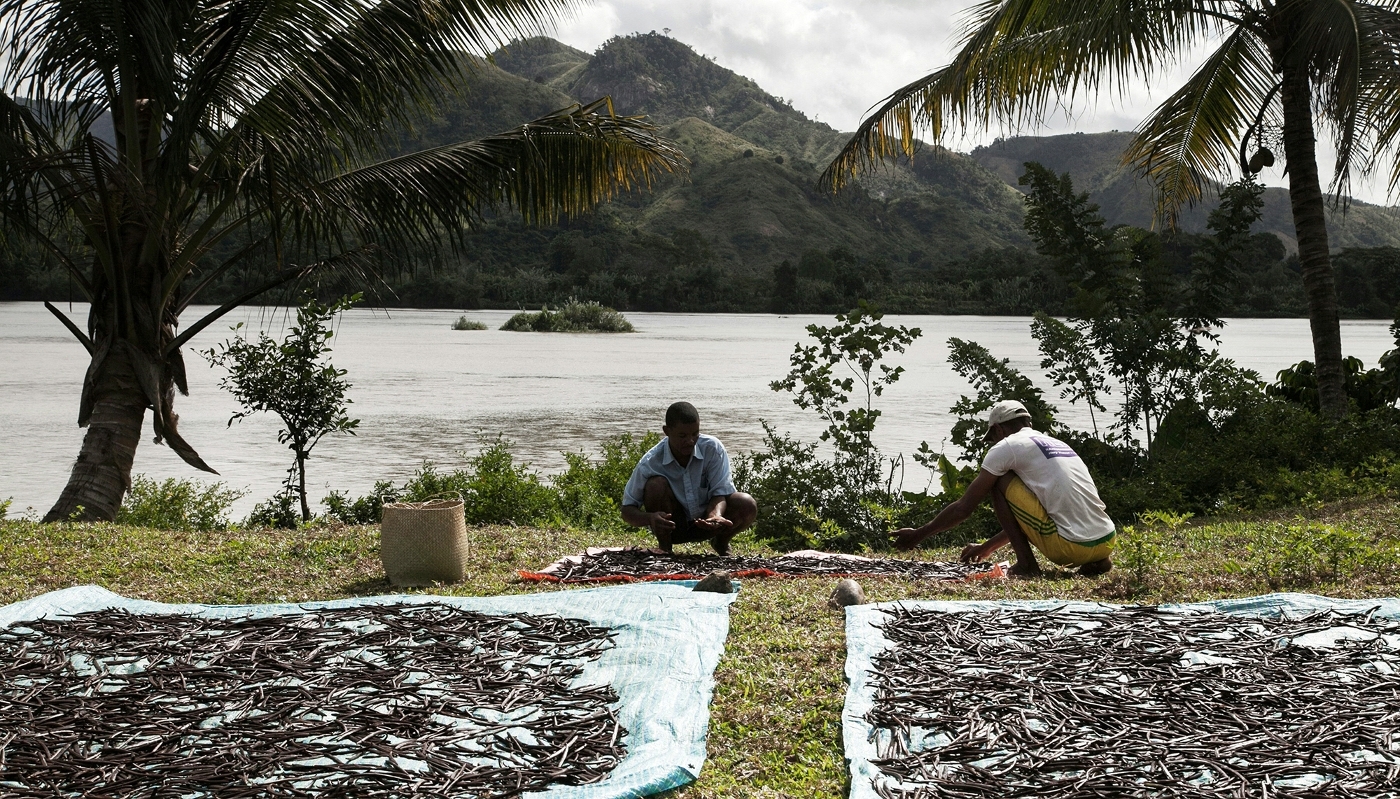Workers drying vanilla in the sun in Bemalamatra, northern Madagascar, in May 2016.