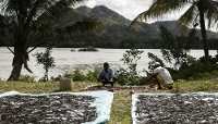 Workers drying vanilla in the sun in Bemalamatra, northern Madagascar, in May 2016.