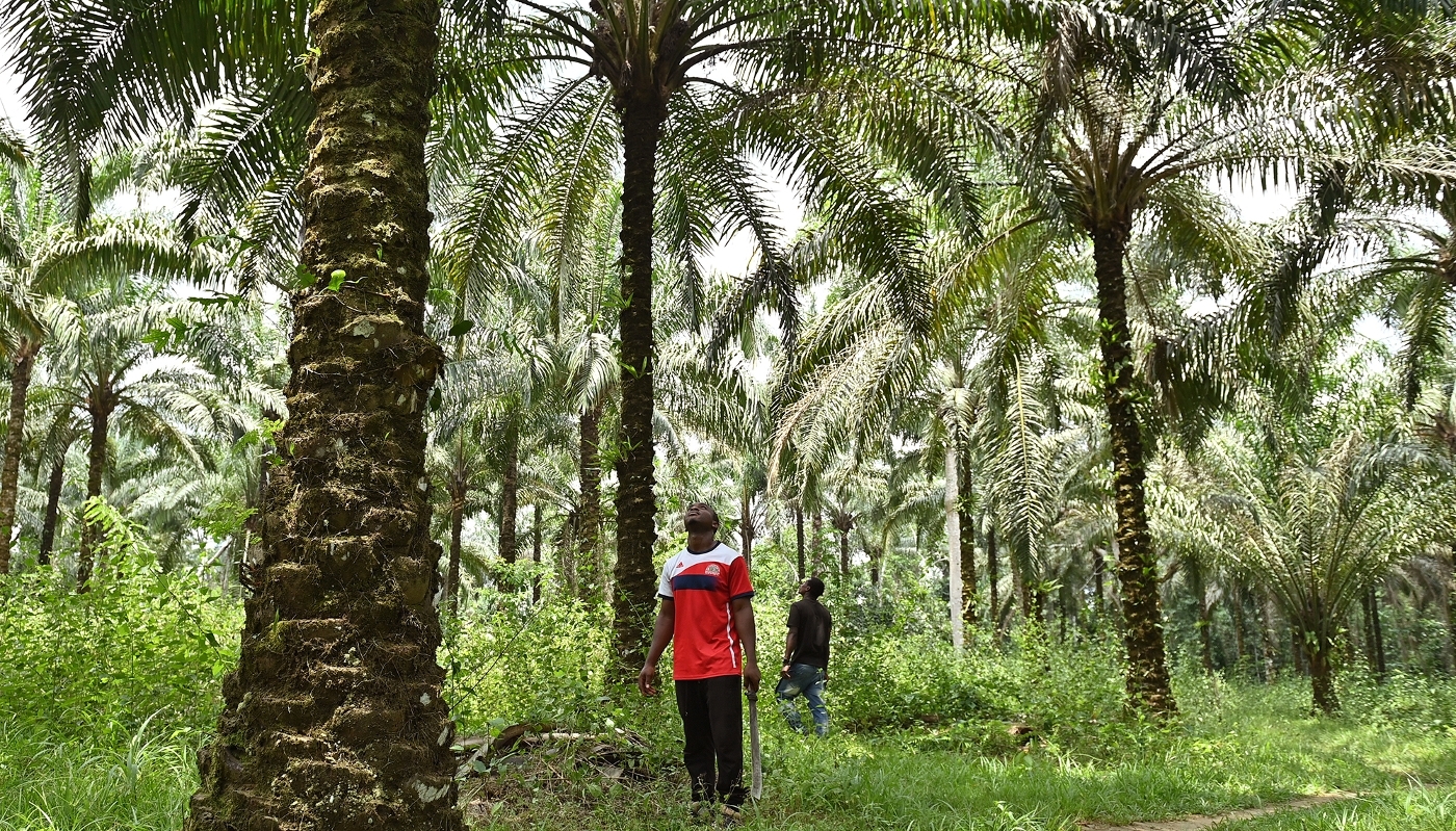 Oil palms in the village of Malombo, Cameroon, in March 2026.