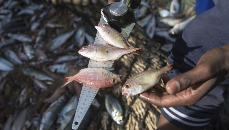 Inspection of a trawler off the coast of Senegal as part of an operation to combat illegal fishing in 2017.