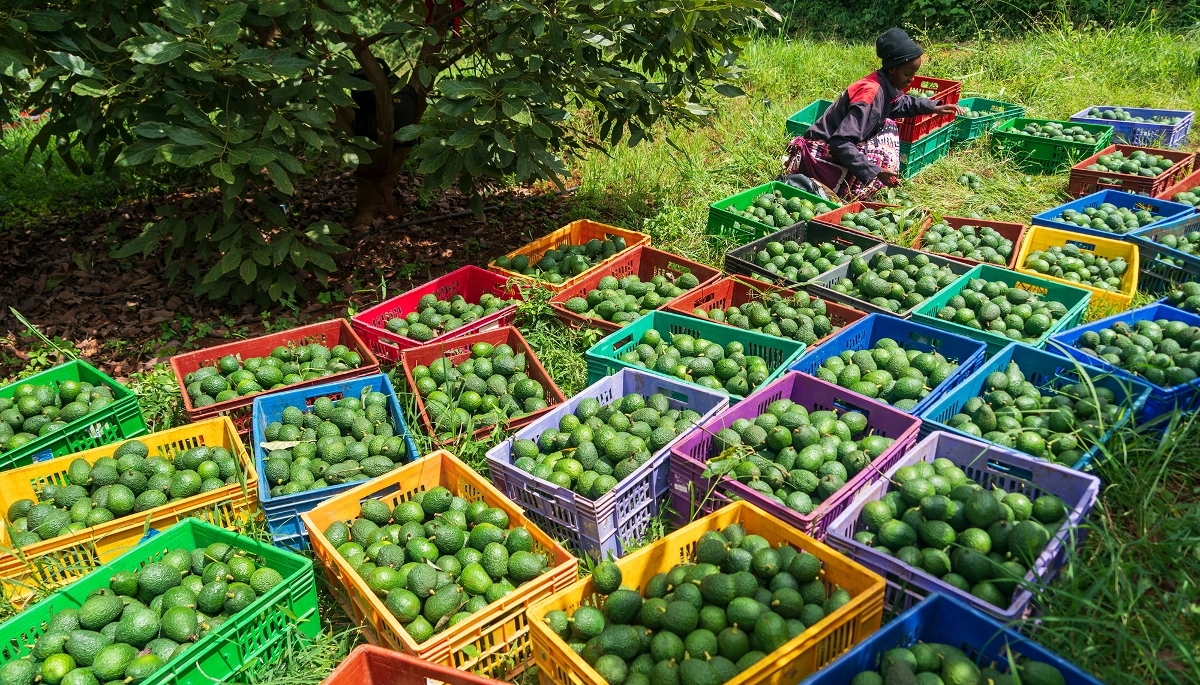 Harvesting avocados for export in Muranga County, Kenya, in June 2026.