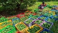 Harvesting avocados for export in Muranga County, Kenya, in June 2026.