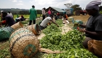 Tea leaf harvest in Nandi County, Kenya, in January 2025.