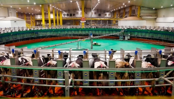 The Baladna farm in the city of al-Khor, Qatar in 2019. 