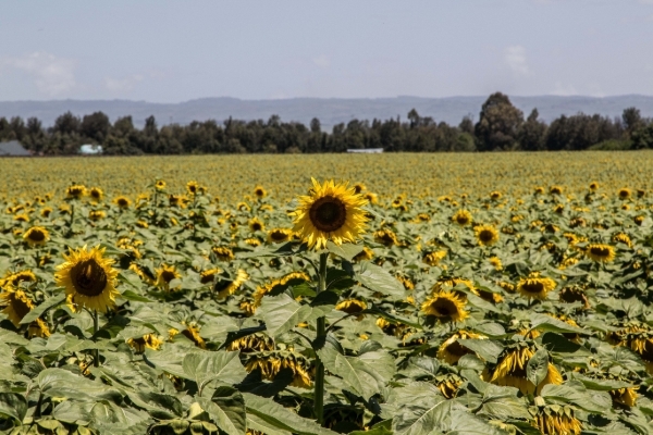 Sunflowers growing at a farm in Nakur, Kenya.