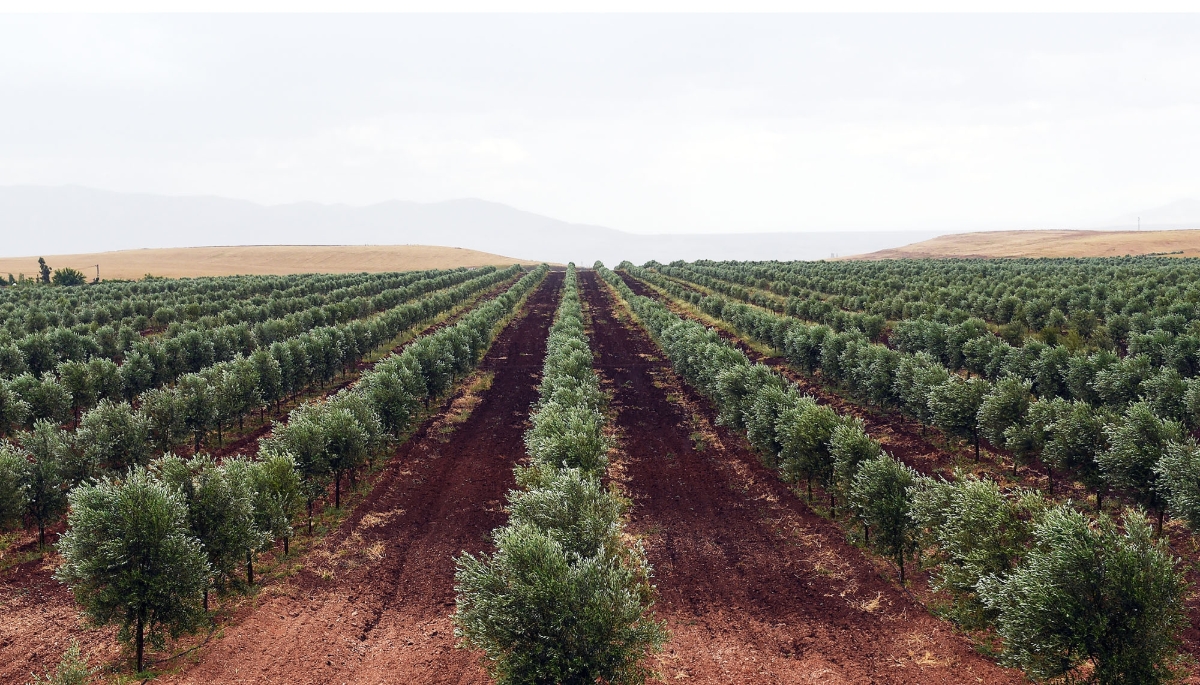 Olive tree field belonging to Moroccan agro-industrial company Lesieur Cristal near Meknes, 
Morocco, 2015.