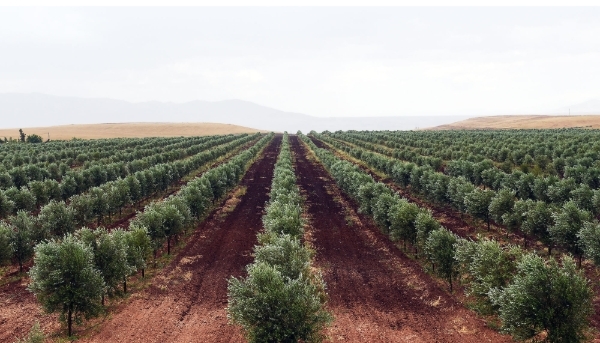 Olive tree field belonging to Moroccan agro-industrial company Lesieur Cristal near Meknes, 
Morocco, 2015.