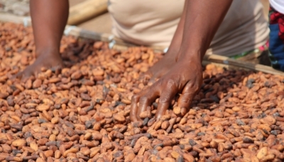 Cocoa beans drying in the sun in Ivory Coast.
