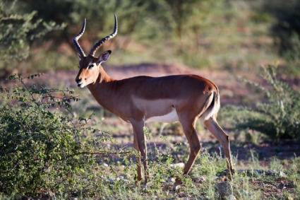The number of impalas is decreasing in Welgevonden Game Reserve.