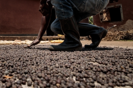 Coffee harvests drying in Uganda on 22 August 2022.
