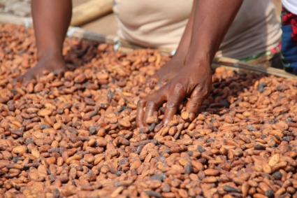 Cocoa beans drying in the sun in Ivory Coast.