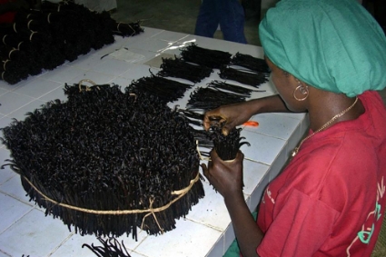 Sorting vanilla in Madagascar.