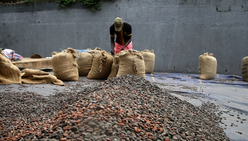 Preparing bags of cocoa beans on an Ivorian farm, October 2023.