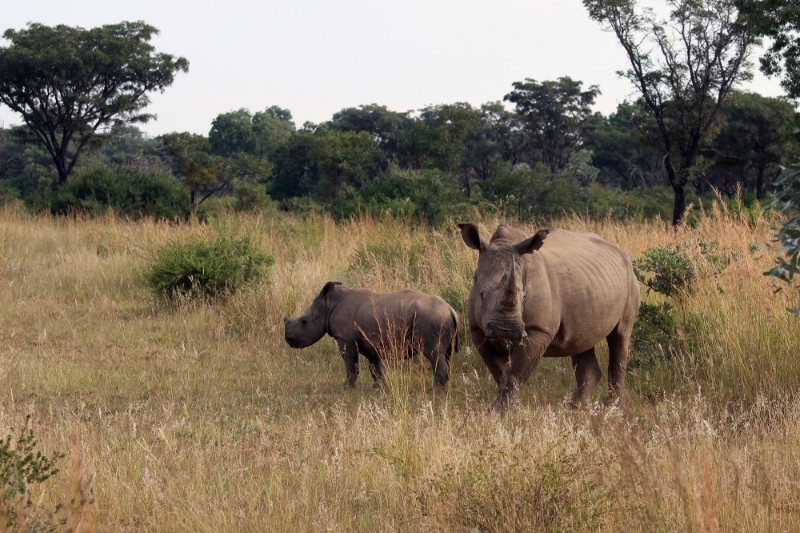 Rhinos in South Africa's Welgevonden Game Reserve.