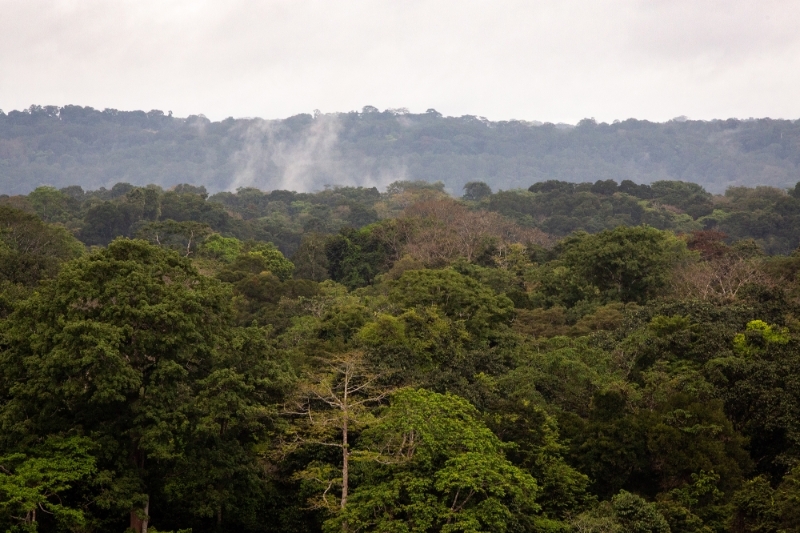 Moukalaba National Park, Gabon.