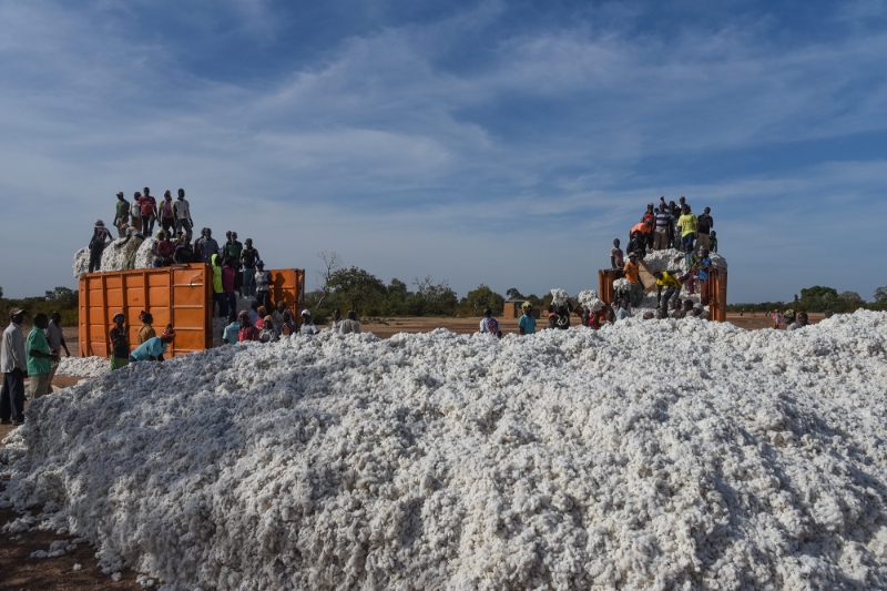 The 2019 cotton harvest in Mali, near Diaramana.