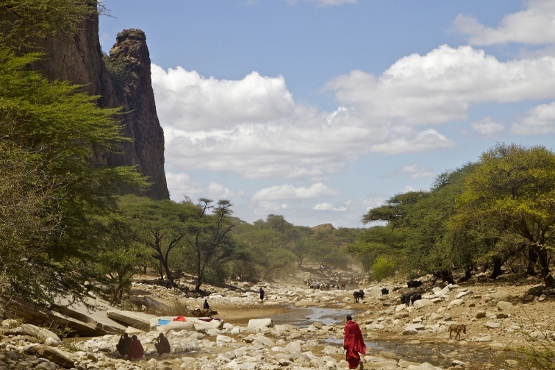 Masai cattle drinking in the San Jan River Gorge, Loliondo Game Controlled Area, Tanzania.