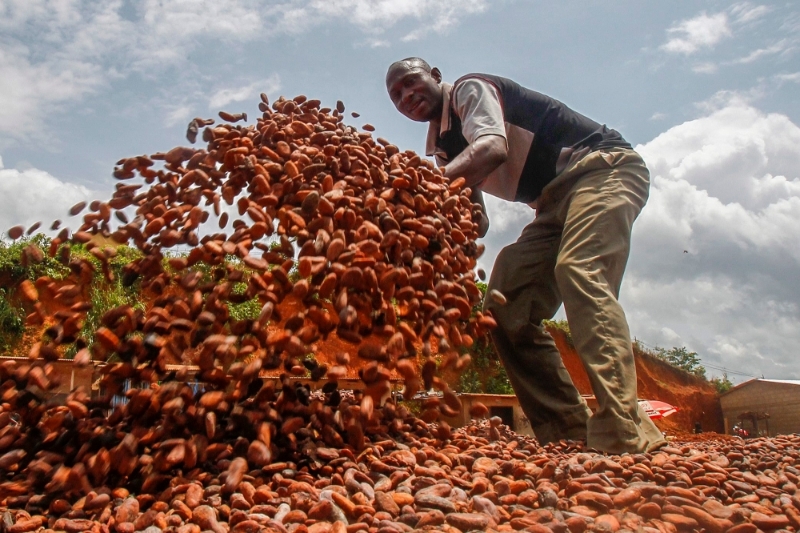 A farm worker with cacoa beans at a farm in Ivory Coast.