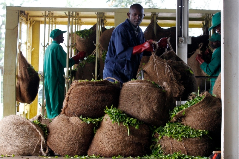 Workers receive sacks of tea leaves at the Kagwe tea factory in Githunguri, 30 km from Nairobi, 6 January 2012.