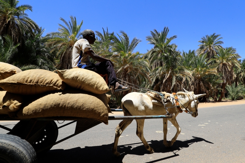 A farmer transports dates in northern Sudan.
