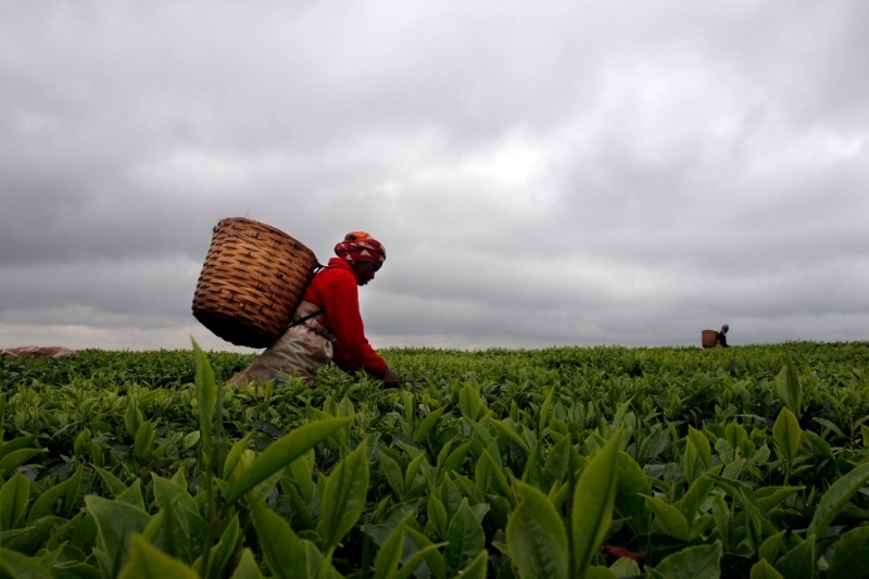 Harvesting tea around Limuru, on the eastern edge of the Rift Valley.
