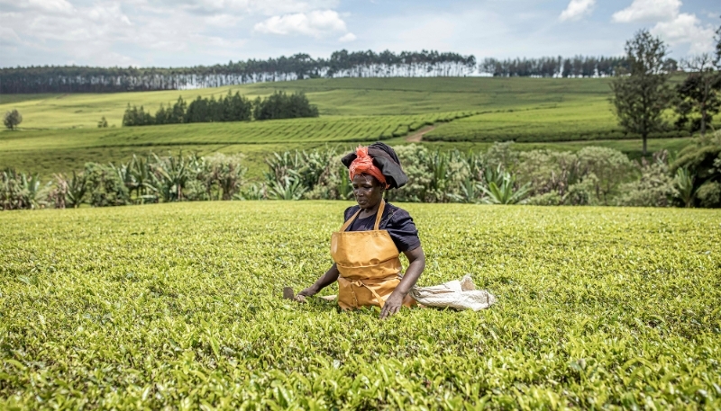 A Sasini employee in a tea field near Musereita, Kenya, on 21 October 2022.