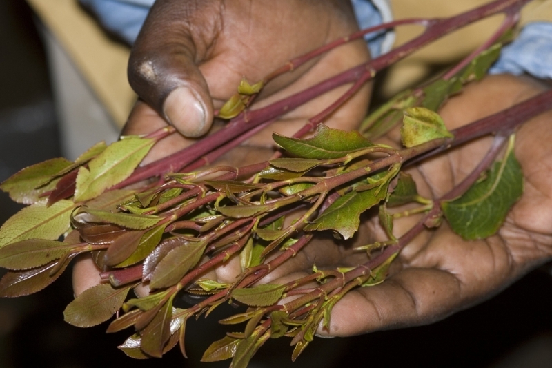 Khat leaves for sale at a market in Harer, Ethiopia.