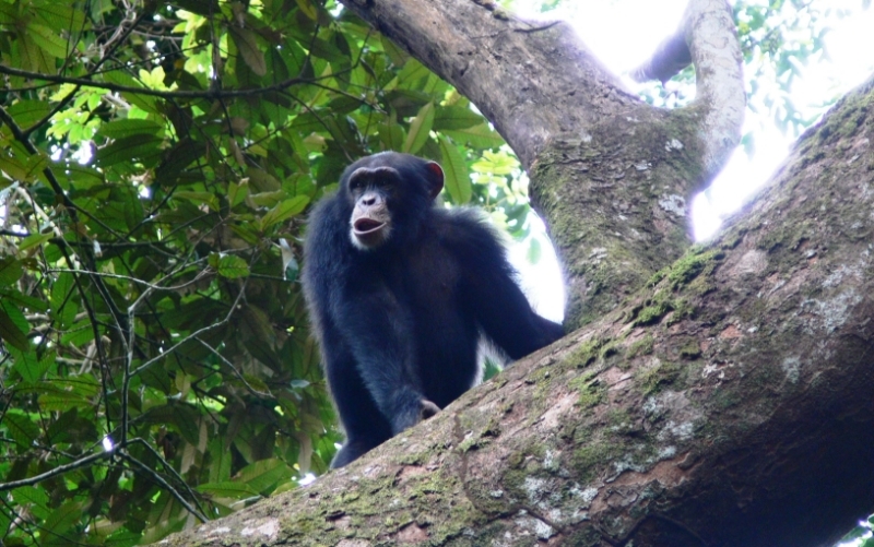 A chimpanzee in the Guinean forest.